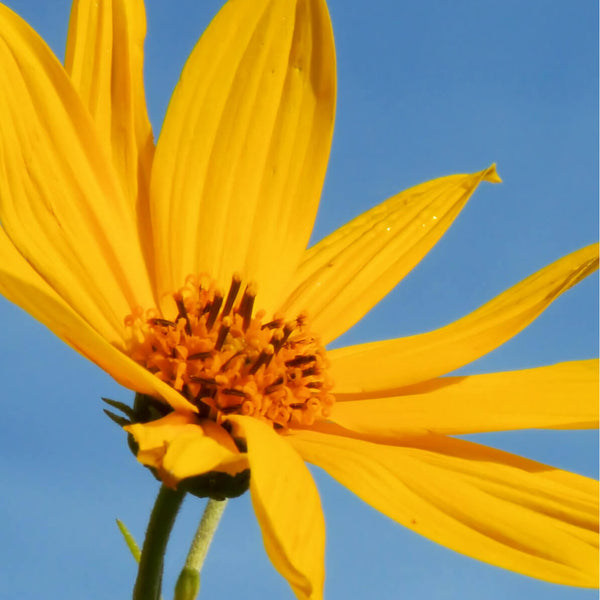 Arnica Montana (Mountain Arnica)
