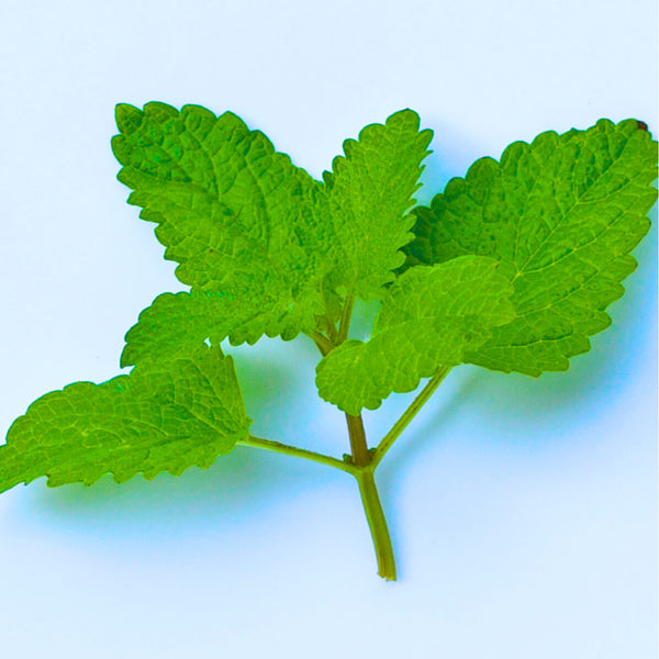 Organic Lemon Balm