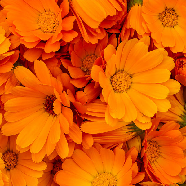 Organic Calendula