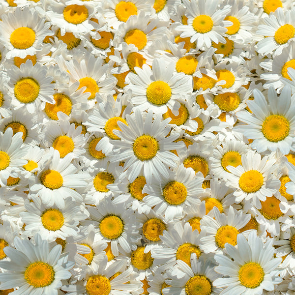 Organic Chamomile Flower Oil