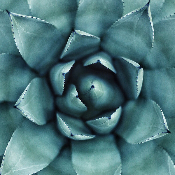 Organic Agave