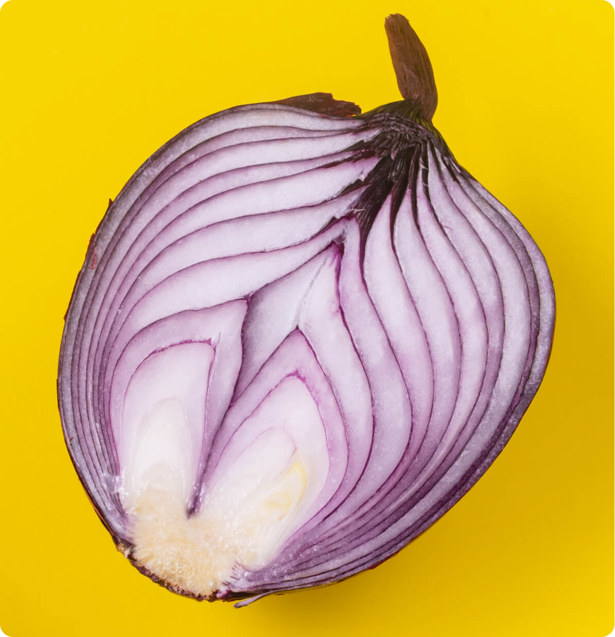 Allium Cepa (Onion)