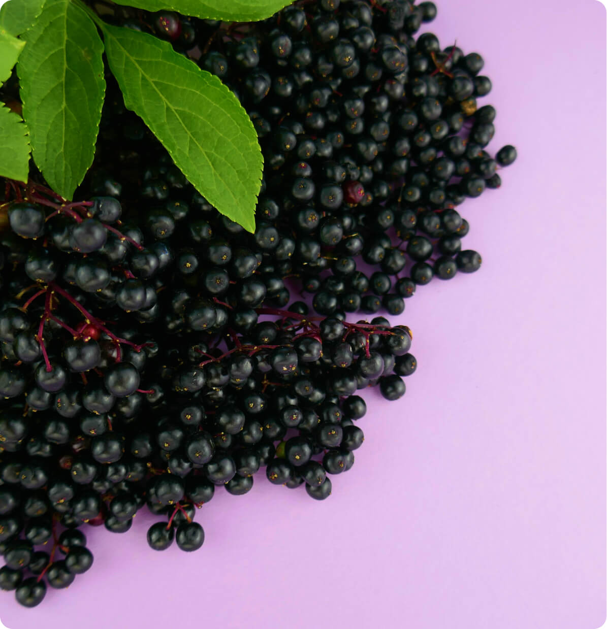 Organic Black Elderberry