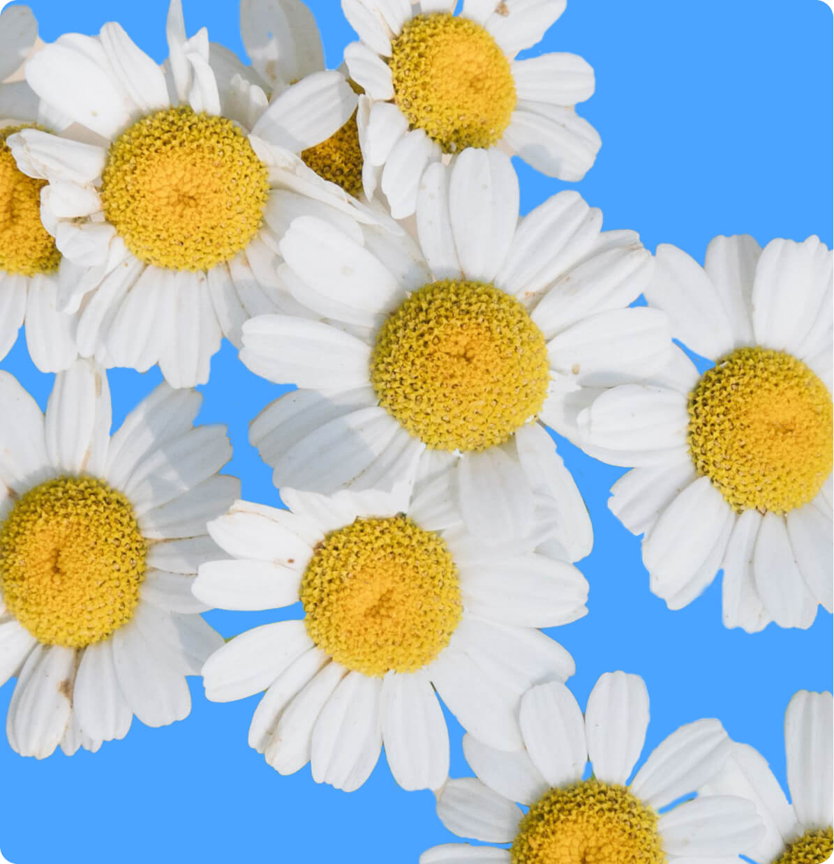 Chamomilla (Chamomile)