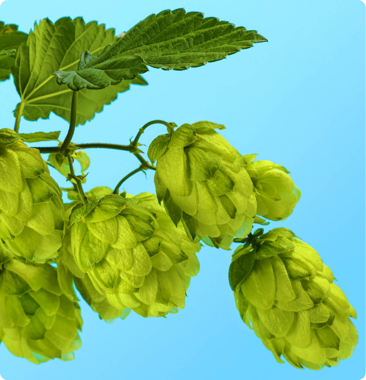 Humulus Lupulus (Hops)
