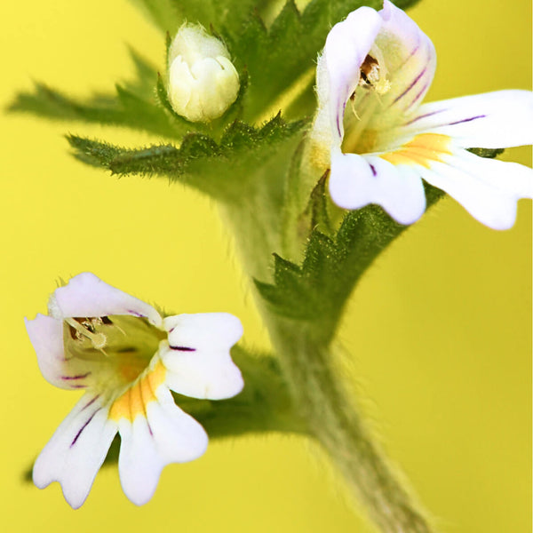 Euphrasia Officinalis (Eyebright)