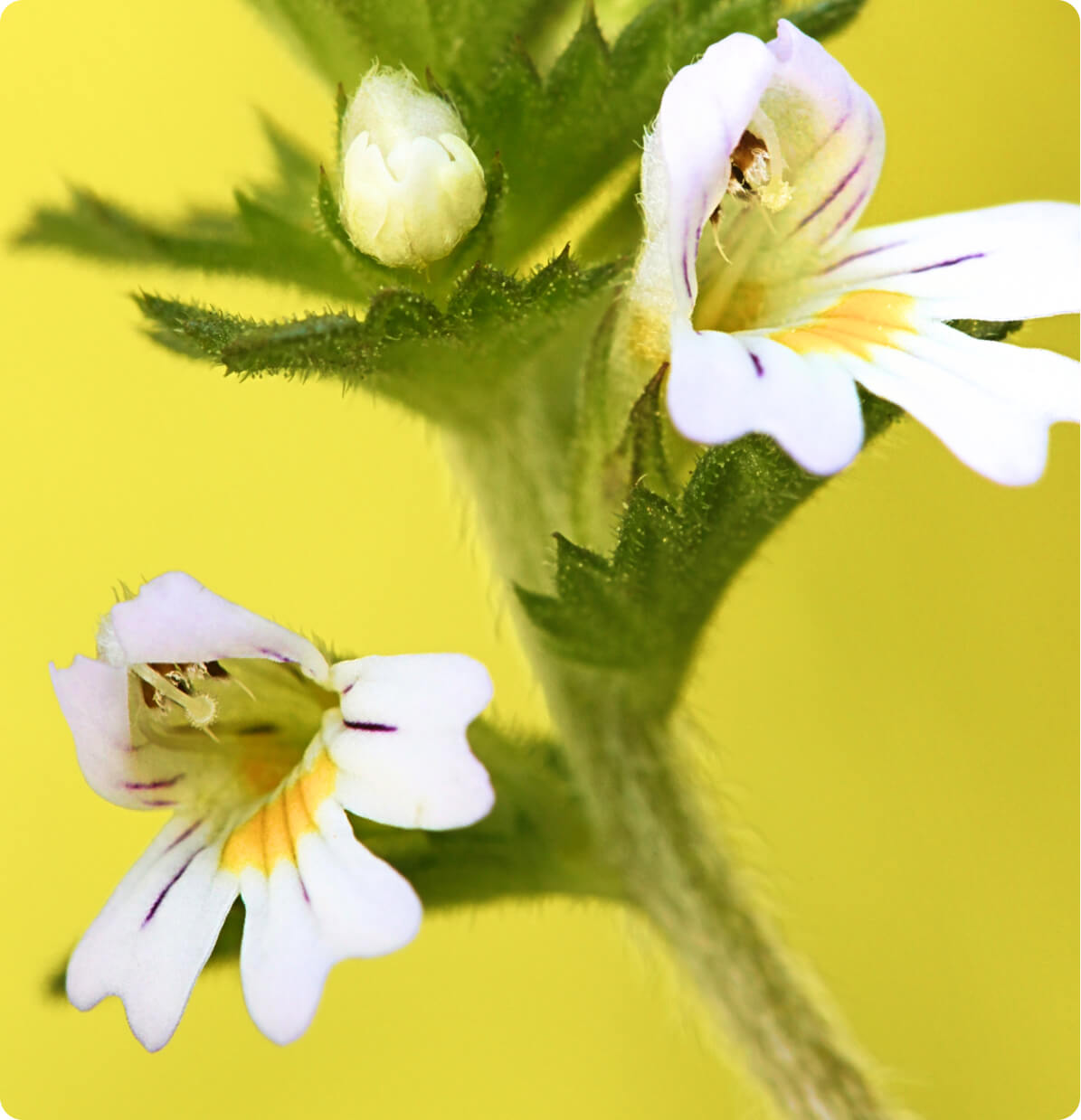 Euphrasia Officinalis (Eyebright)