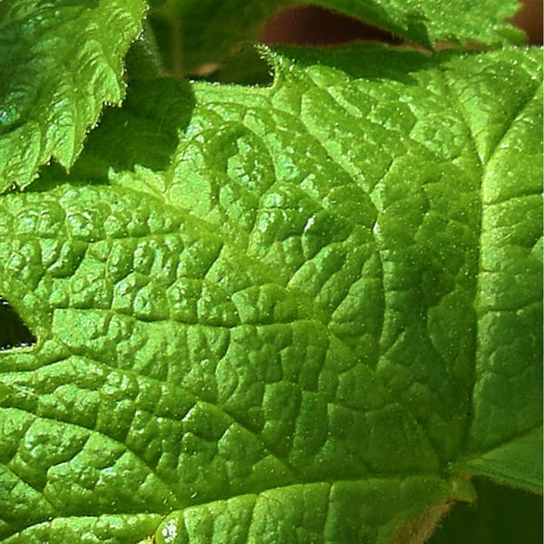 Hydrastis (Goldenseal)