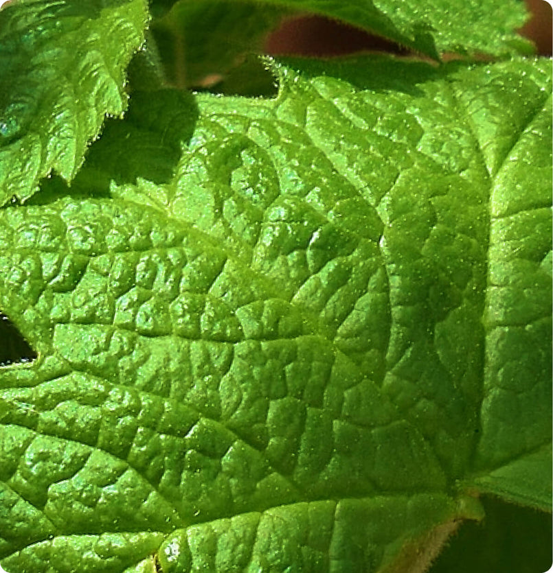 Hydrastis (Goldenseal)