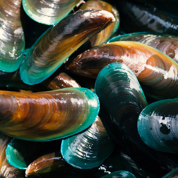 Green-lipped Mussel