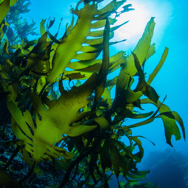 Organic Kelp