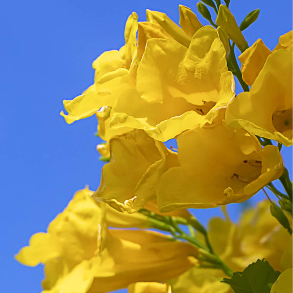 Gelsemium Sempervirens (Yellow Jessamin)