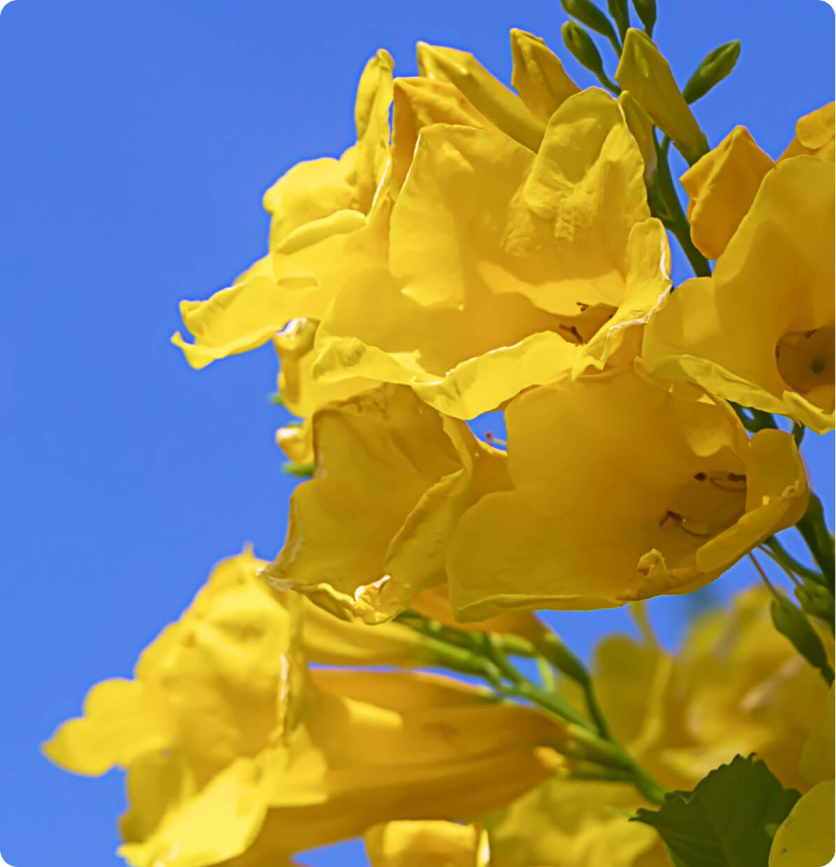 Gelsemium Sempervirens (Yellow Jessamin)